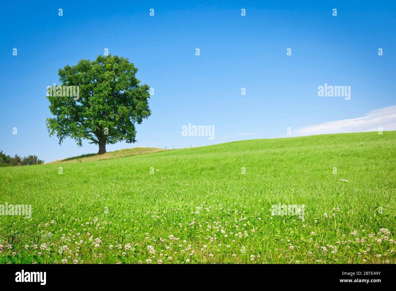 single tree in green meadow under a blue sky, Germany, Bavaria Stock Photo