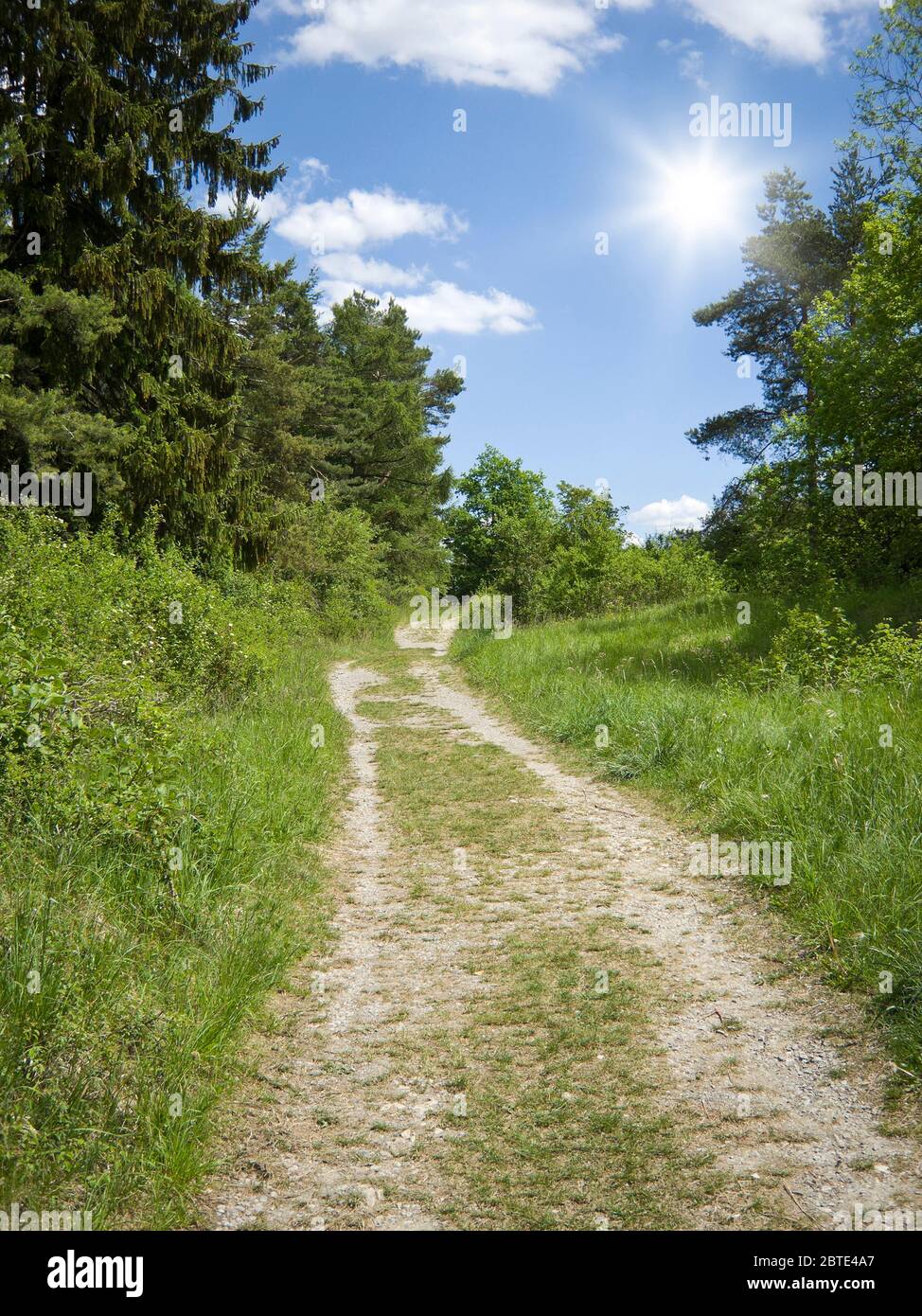 field path in summer, Germany, Bavaria Stock Photo
