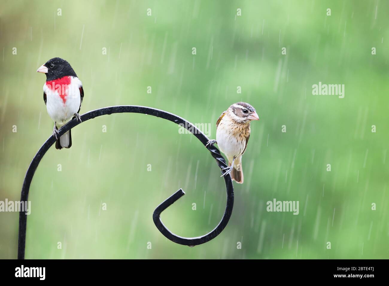 Male and female Rose Breasted Grosbeak, Pheucticus ludovicianus, sitting on a feeder pole during the middle of a spring rain. Stock Photo