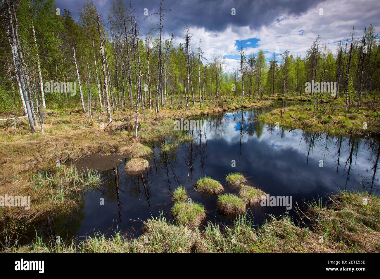 bog in Finland, Finland, Kuusamo Stock Photo
