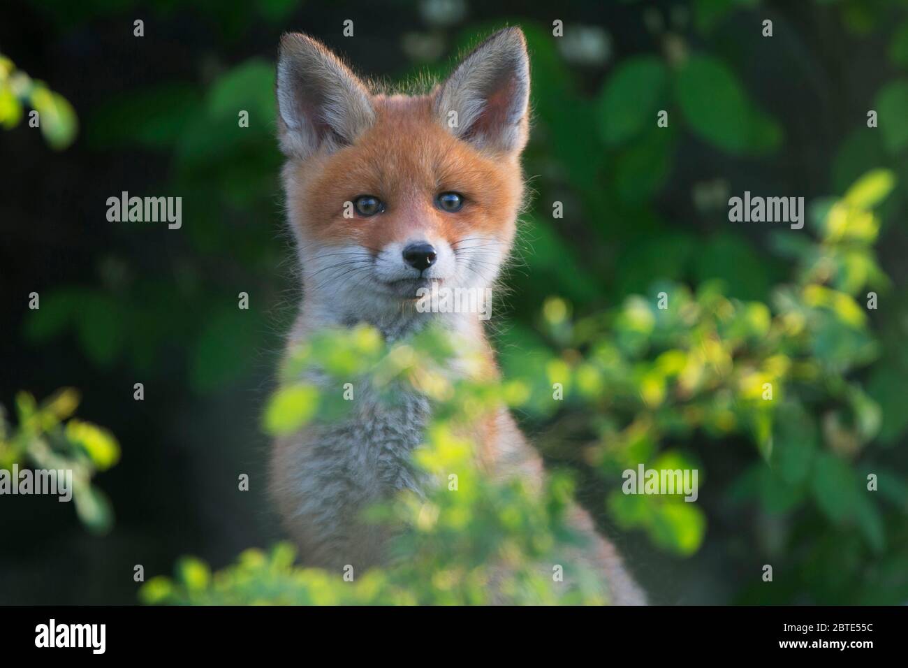 red fox (Vulpes vulpes), inquisitive fox cub, half-length portrait, Estonia, Soomaa National Park Stock Photo