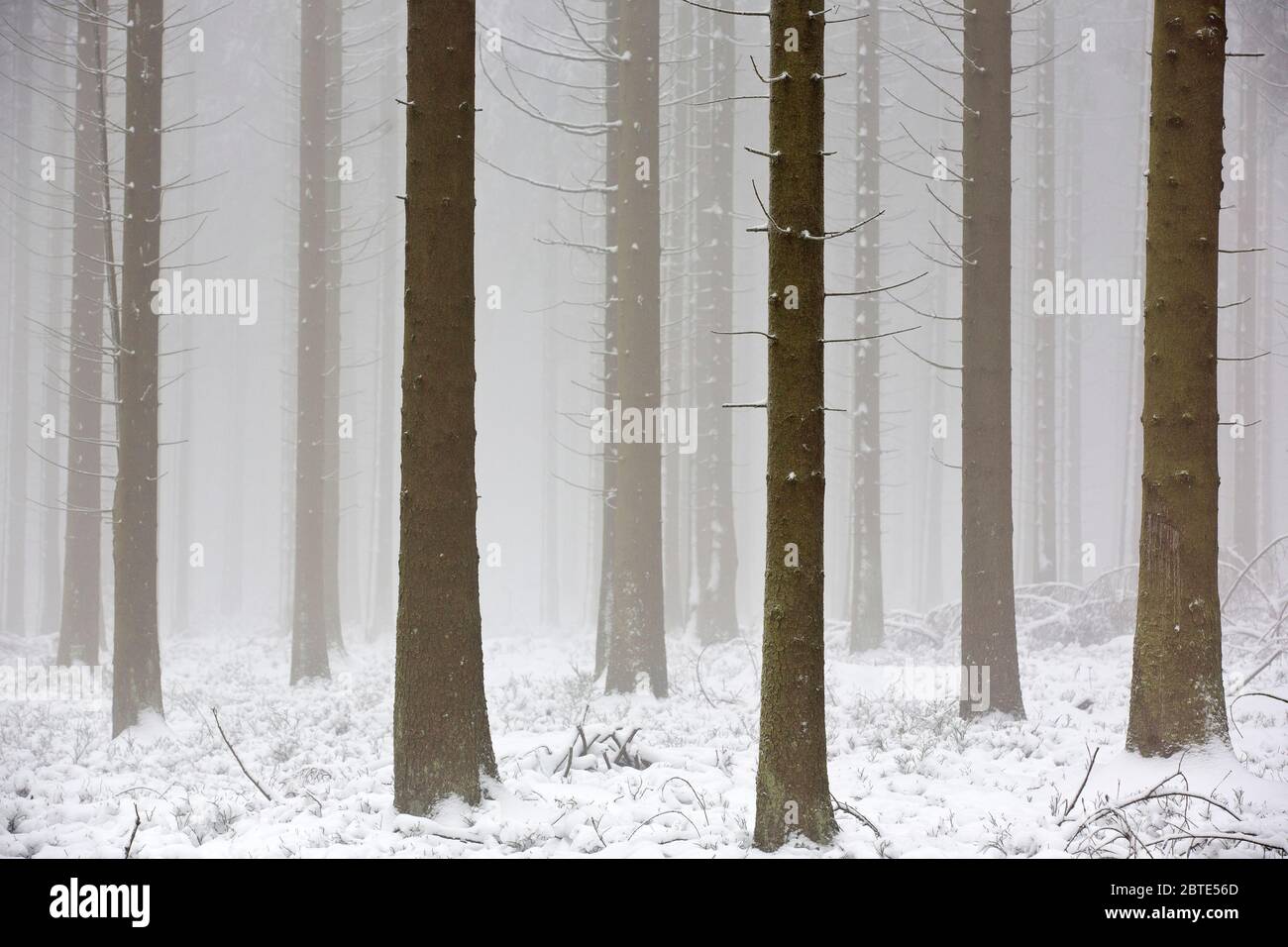 Norway spruce (Picea abies), in winter wood, Belgium, Ardennes, High Fens Stock Photo