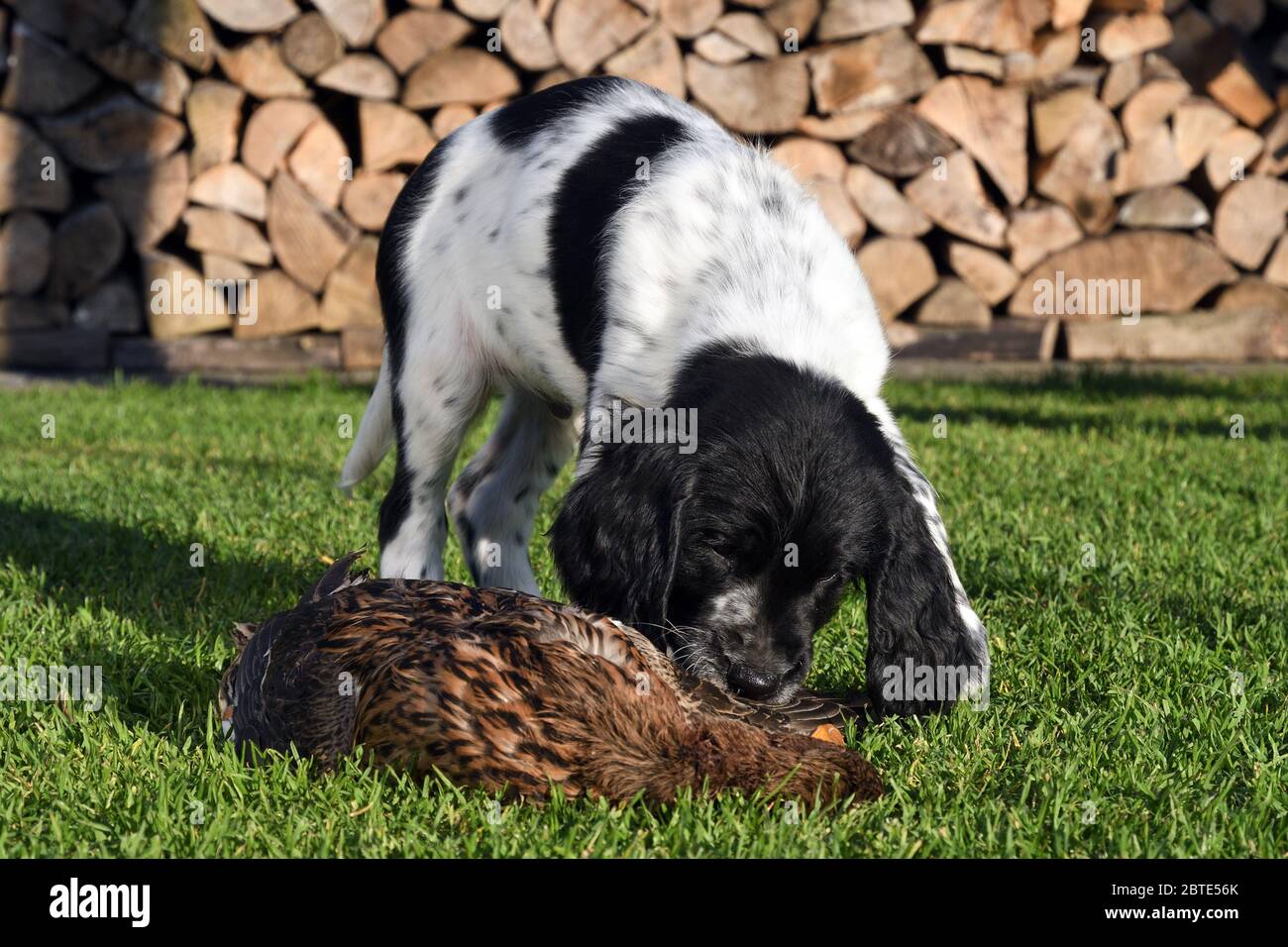 Large Munsterlander (Canis lupus f. familiaris), seven weeks old puppy sniffing at a dead mallard, stacked fire wood in the background, Germany Stock Photo