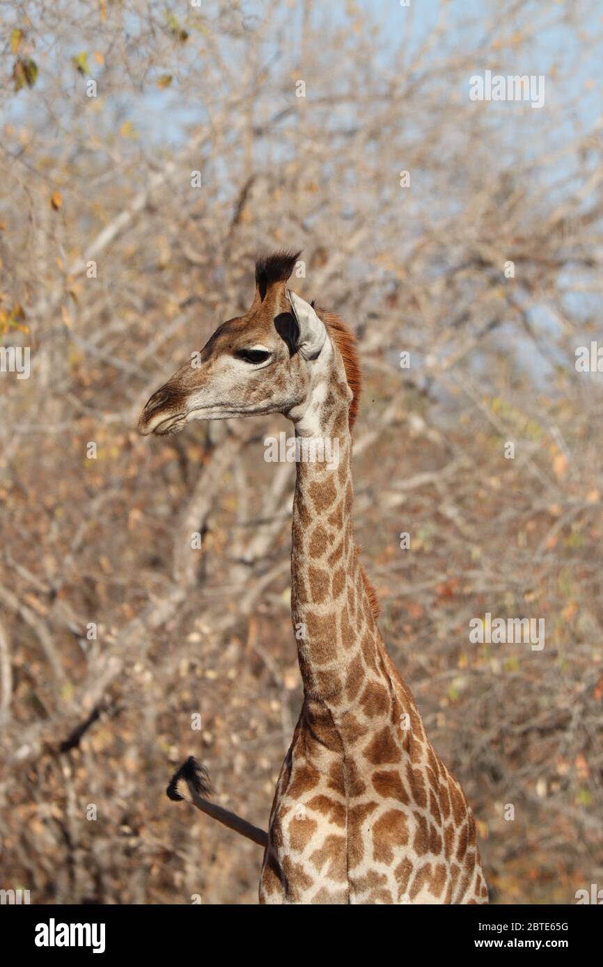 African Giraffe Stock Photo