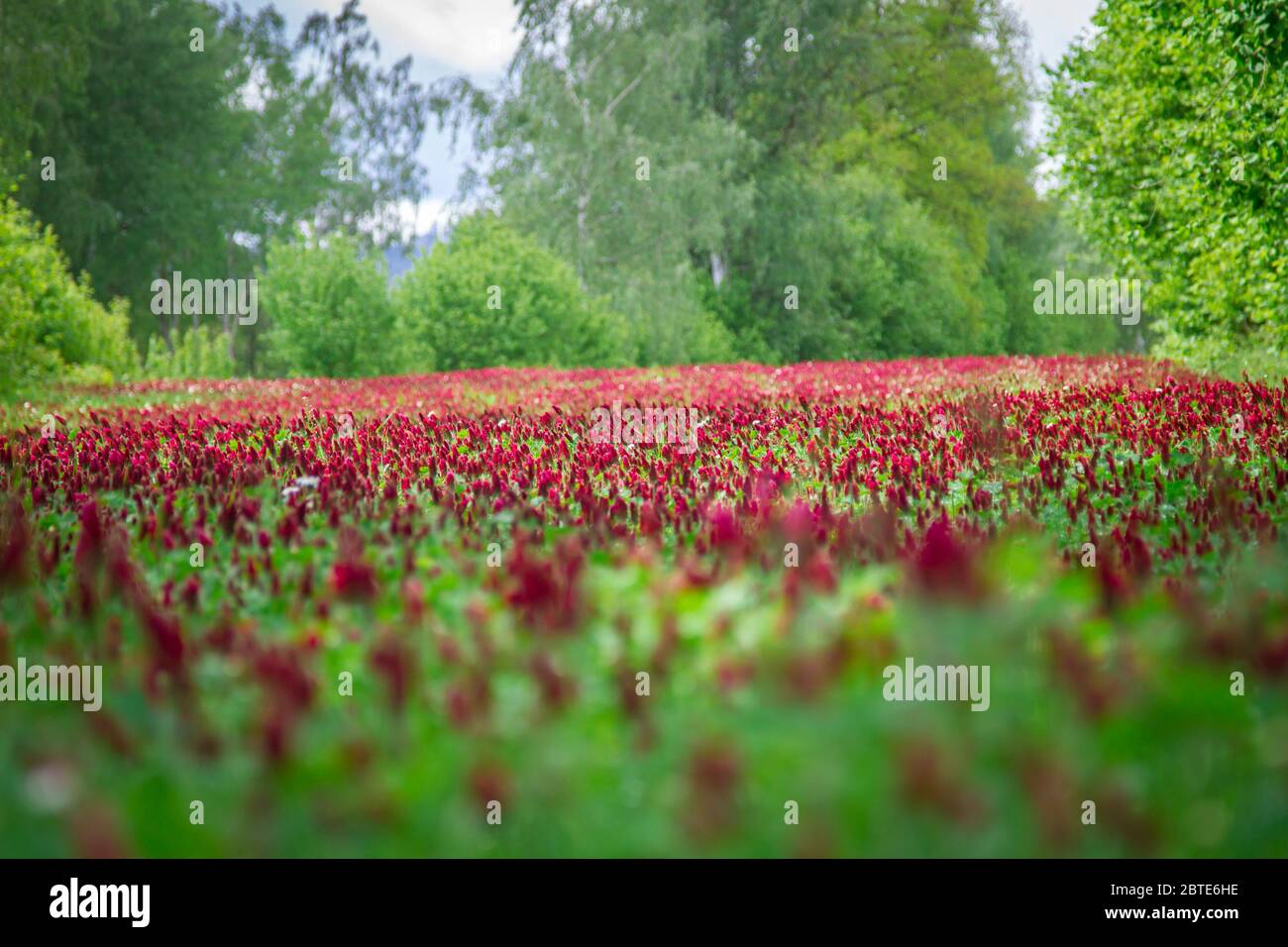 Crimson clover (Trifolium incarnatum) Stock Photo