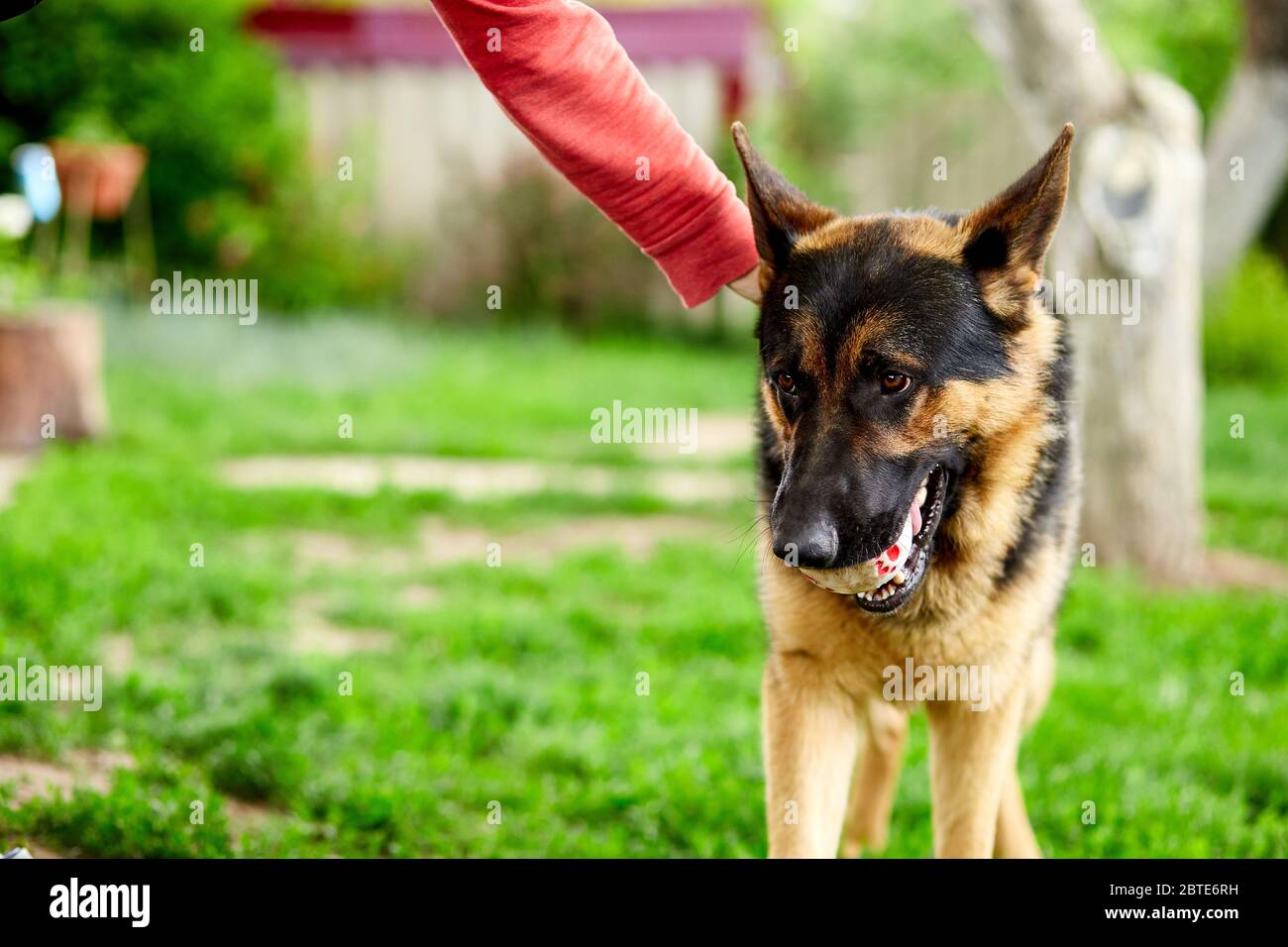 Woman hand petting a dog, German shepherd play in the park. Portrait of ...