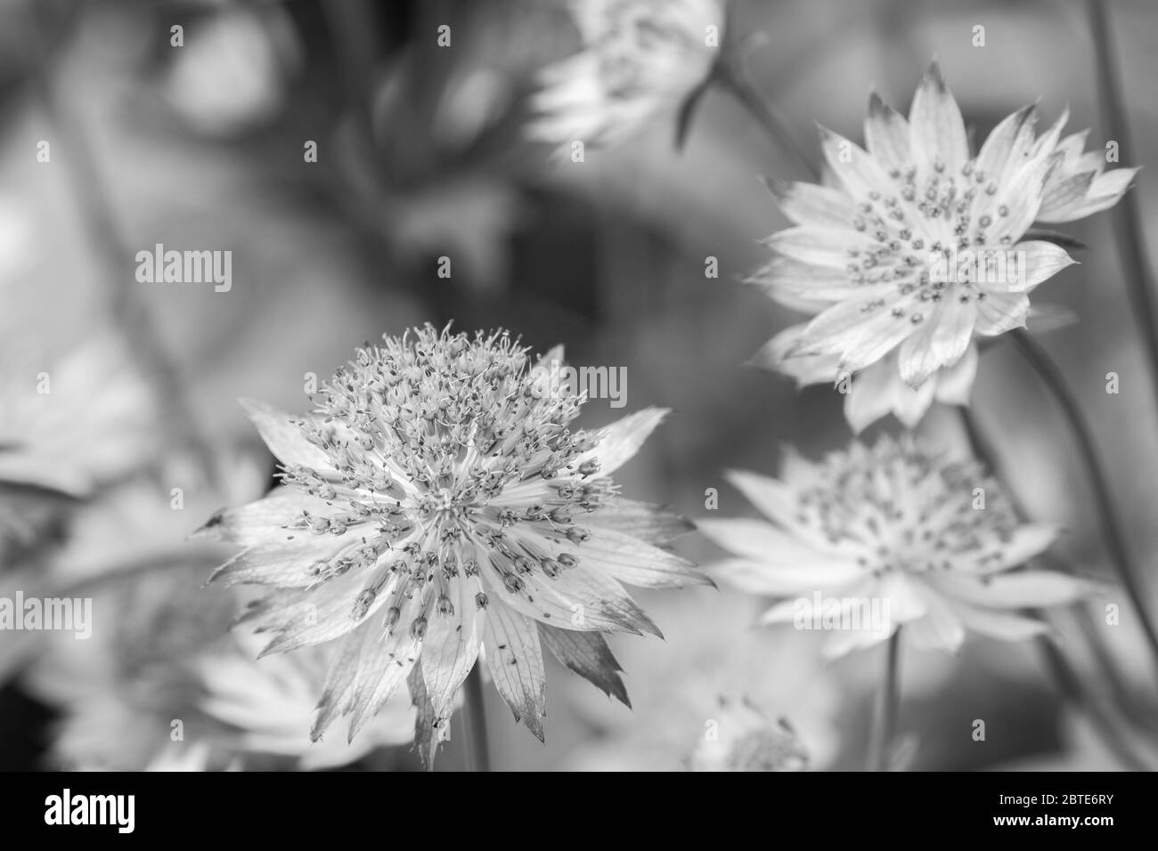 Star shaped Astrantia flowers with an out of focus background,these flowers are also known as Hattie's pincushion or masterwort. Stock Photo