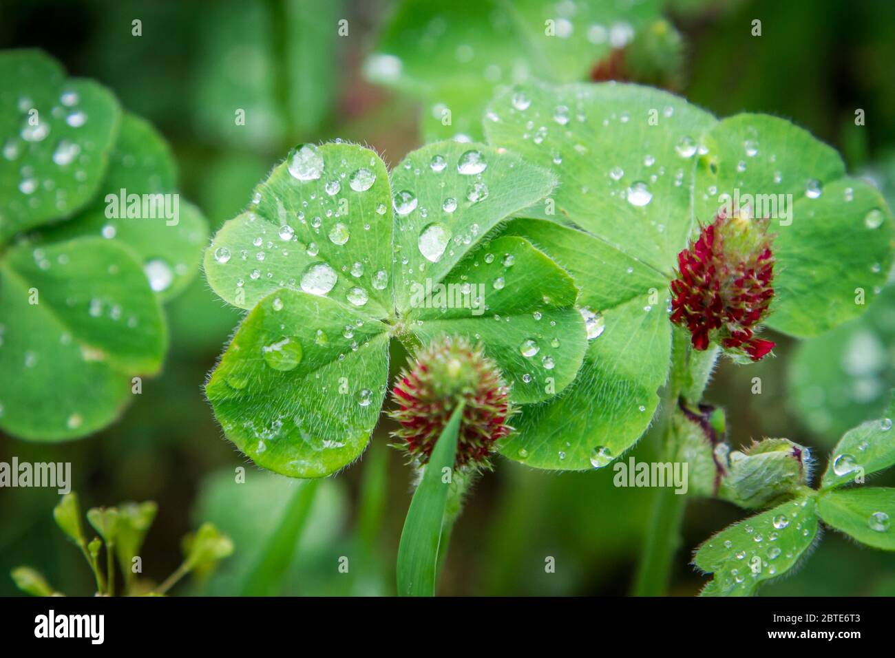 Four-leaved clover, crimson clover (Trifolium incarnatum) Stock Photo