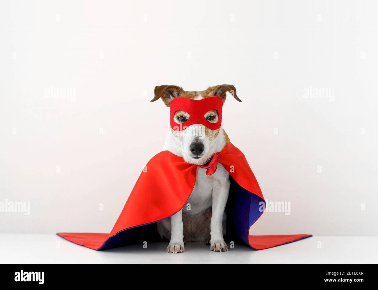 Funny dog in superhero costume Stock Photo