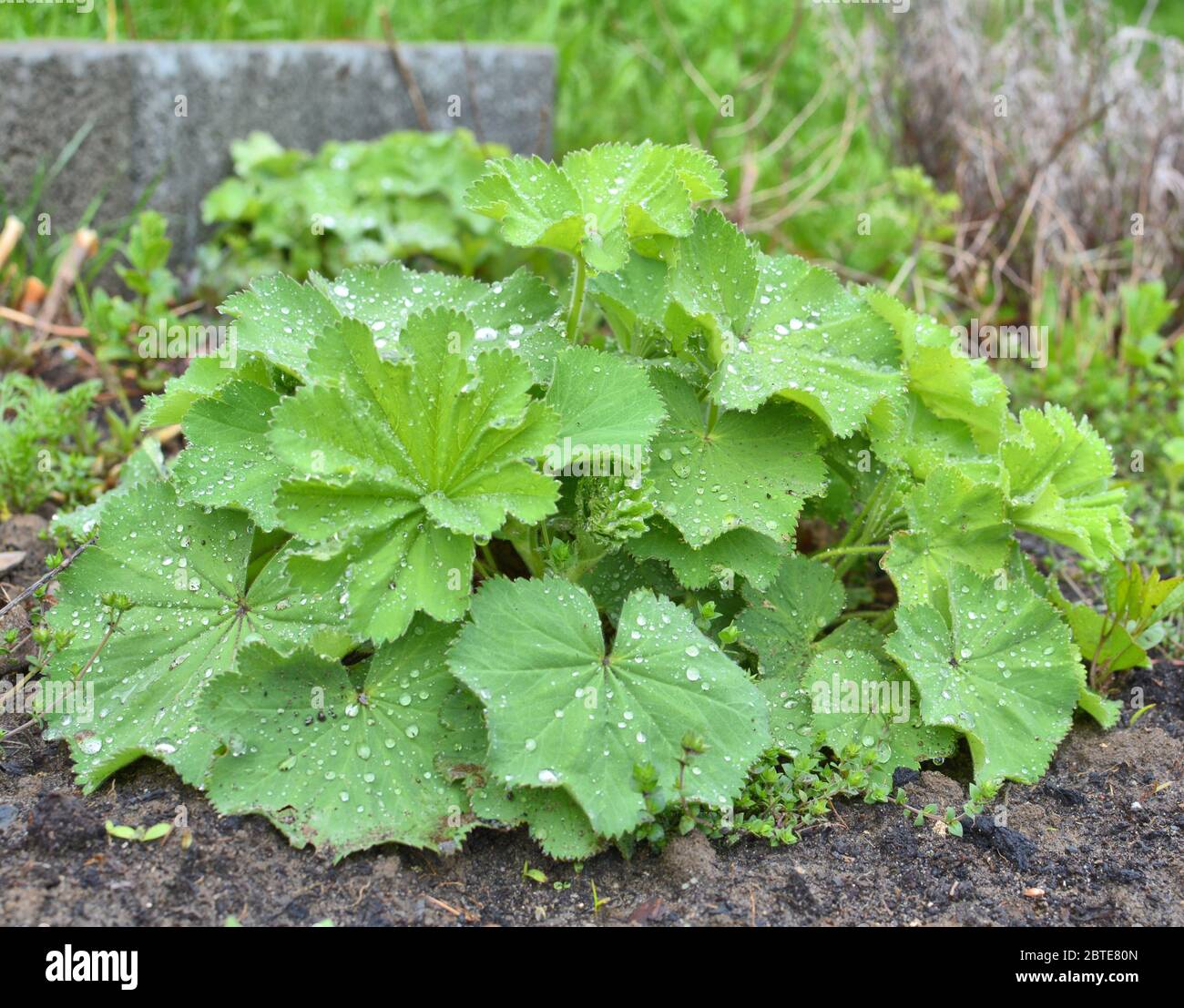 Lady's mantle Alchemilla plant with rain drops on leaves. Ornamental and medicinal herb Stock Photo