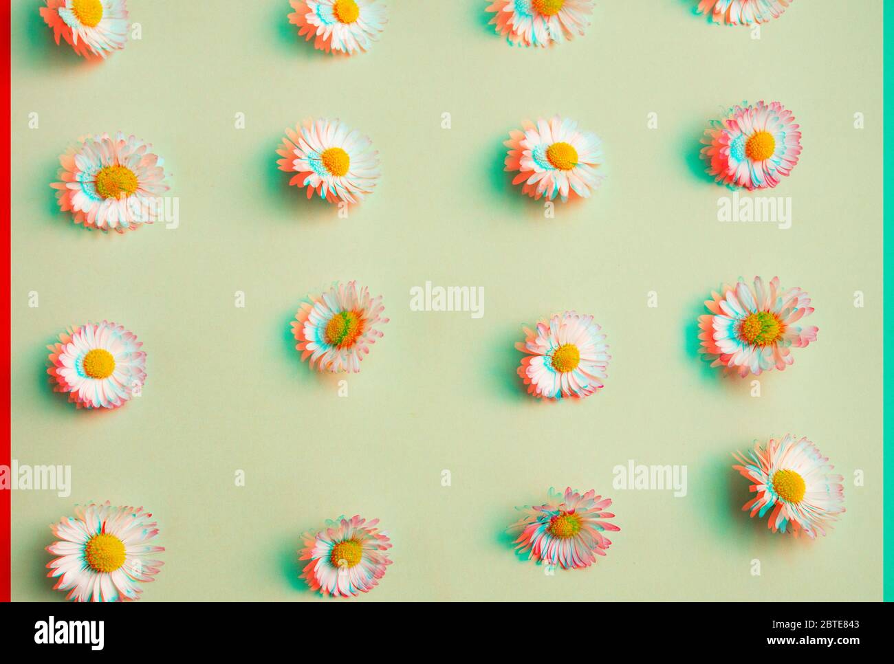 Daisy green background hi-res stock photography and images - Alamy