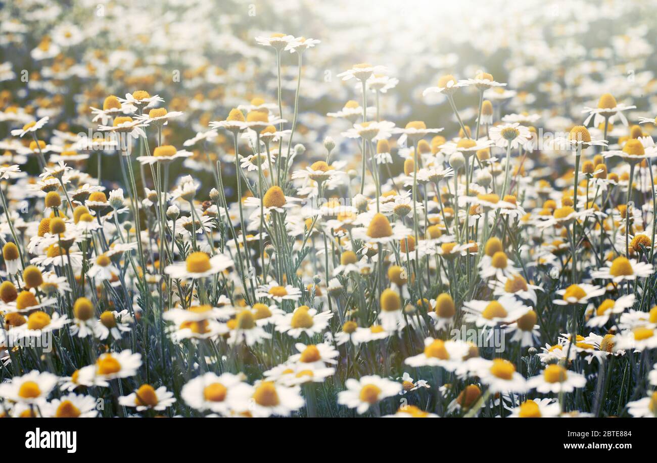 large field with white blooming daisies on a spring day, selective ...