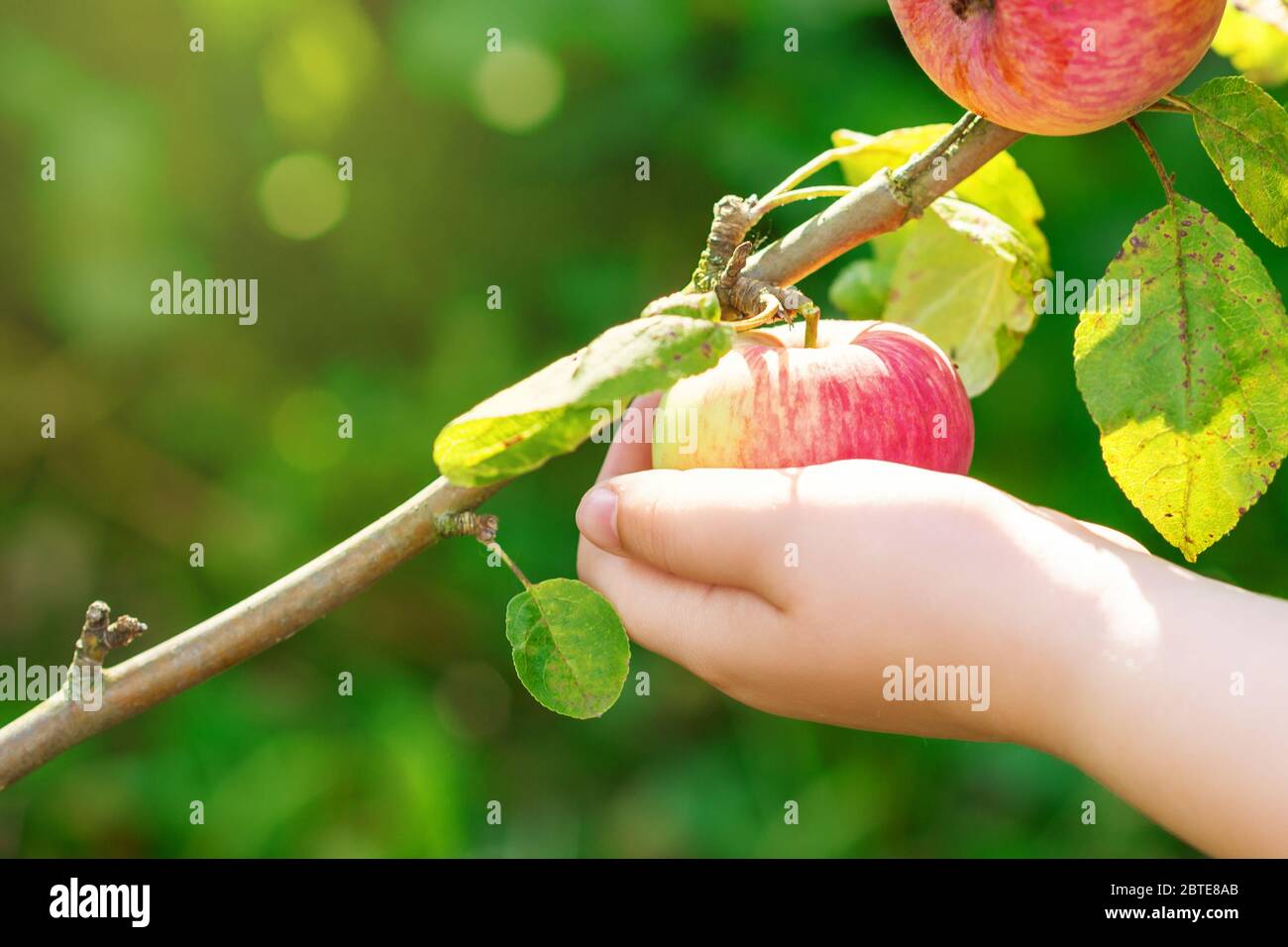 Close up of child's hand picking red ripe apple on a tree in a garden ...
