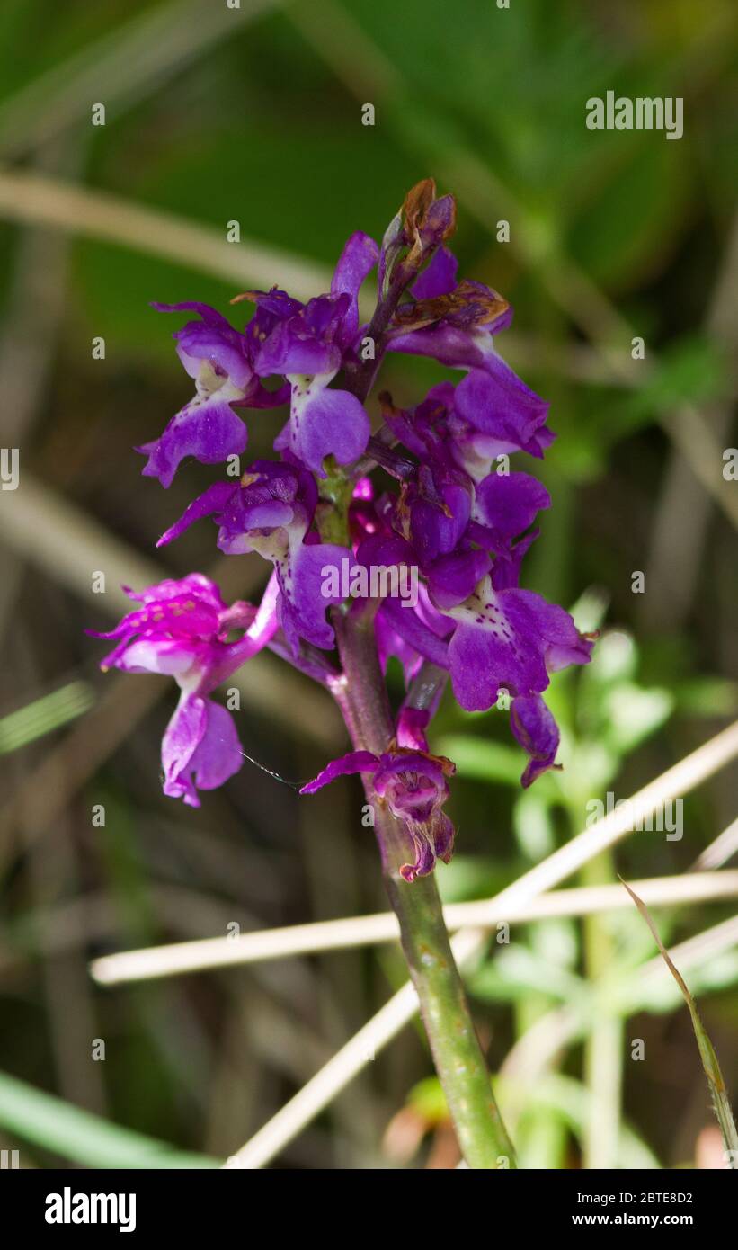 The Early Purple Orchid is the earliest of the family so enhance the spring woods and grasslands along the Yorkshire coast. Stock Photo