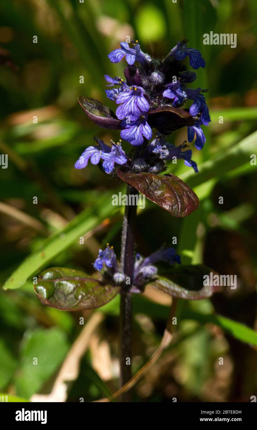 The Pyramidal Bugle is a common and widespread spring flower of the deciduous woodlands of the British Isles. They provide a welcome splash of colour Stock Photo
