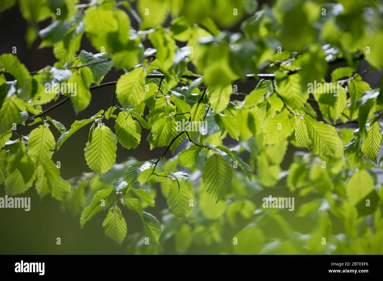 30+ Carpinus Betulus Hainbuche Weißbuche, Die carpinus betulus