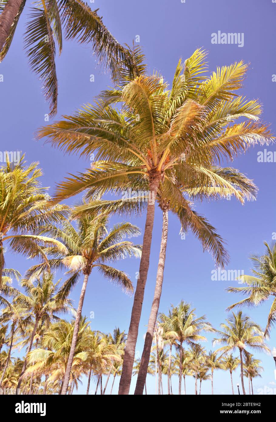 Palm trees in Miami Beach Stock Photo Alamy