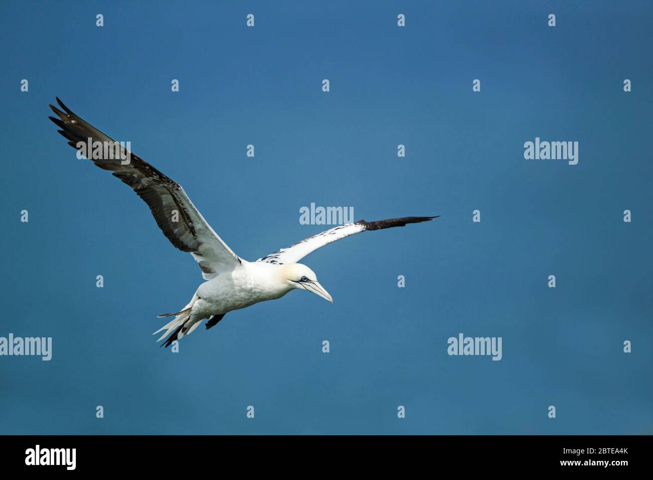 Northern gannet, Morus bassanus, third-year bird with wings open in flight against a blue sky at Bempton Cliffs RSPB nature reserve Stock Photo