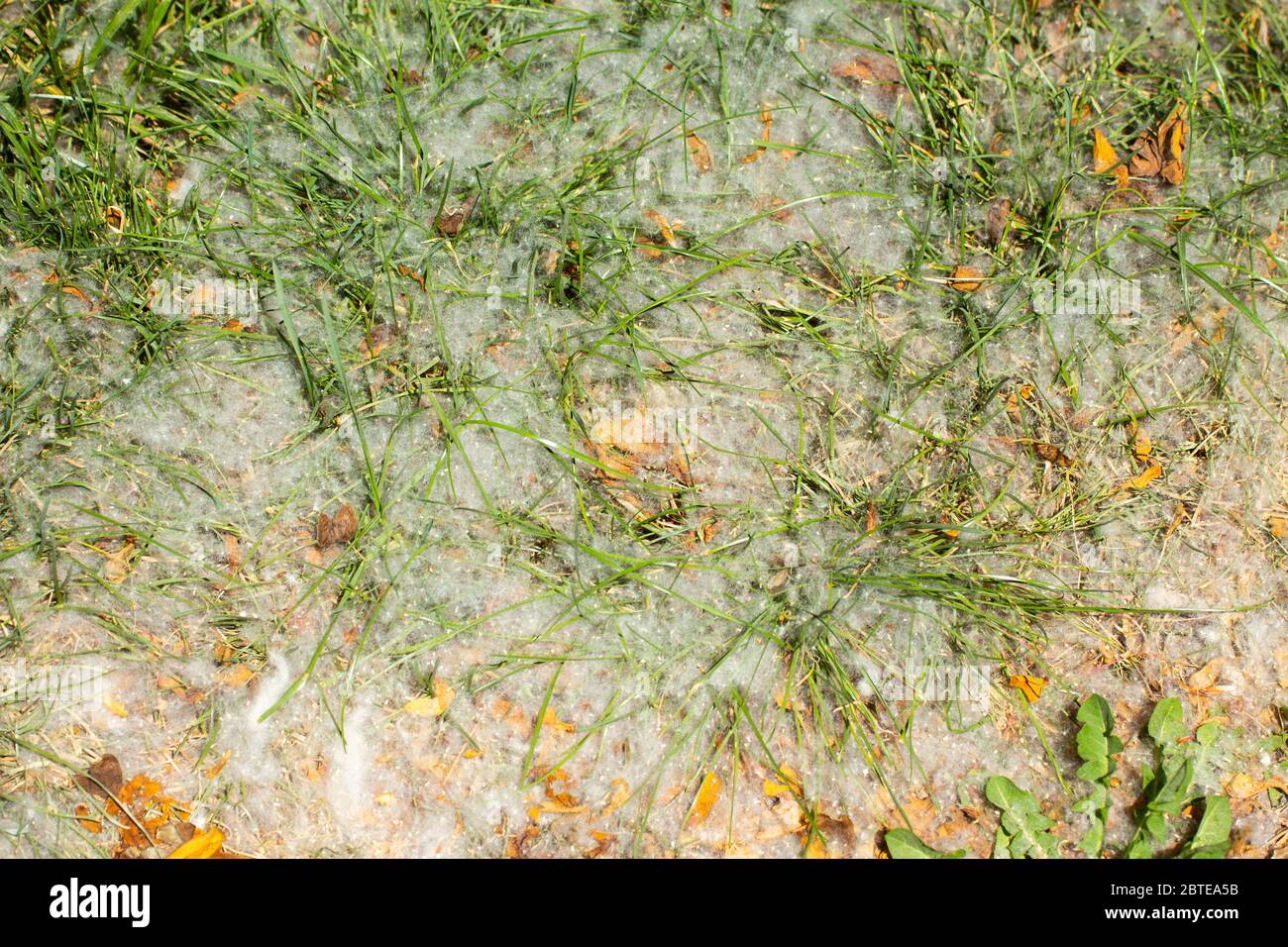 White poplar fluff laying in the grass Stock Photo