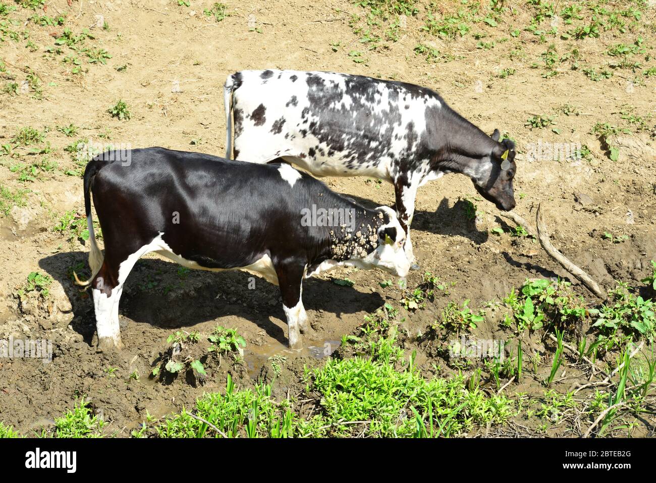 Cows drinking and grazing by the River Mole in Horley, Surrey. Stock Photo