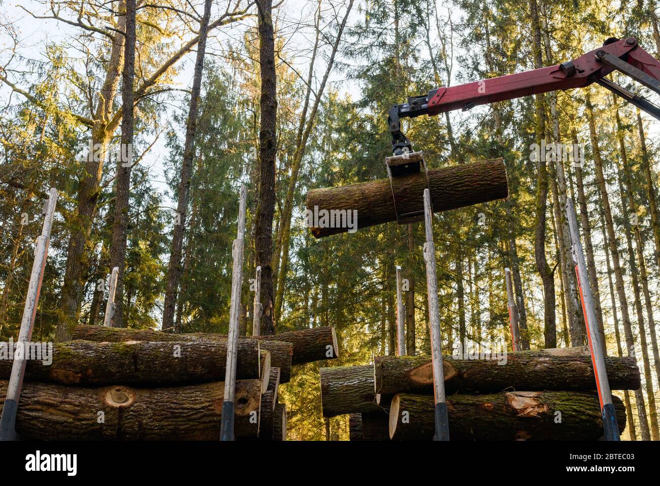 Crane in forest loading logs in the truck. Timber harvesting and