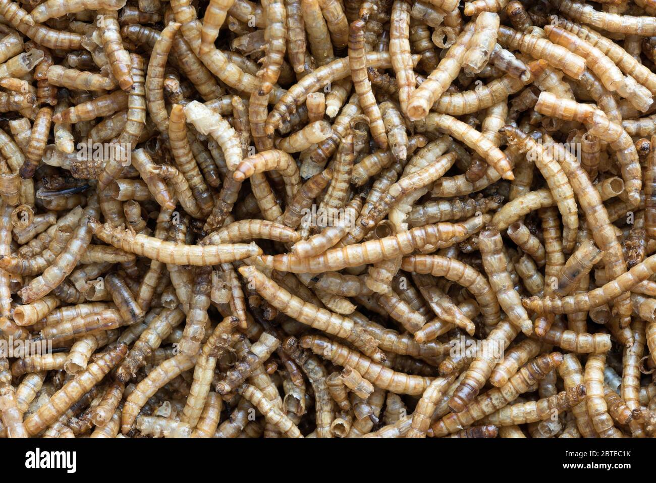 Close up image of dried mealworms Stock Photo Alamy