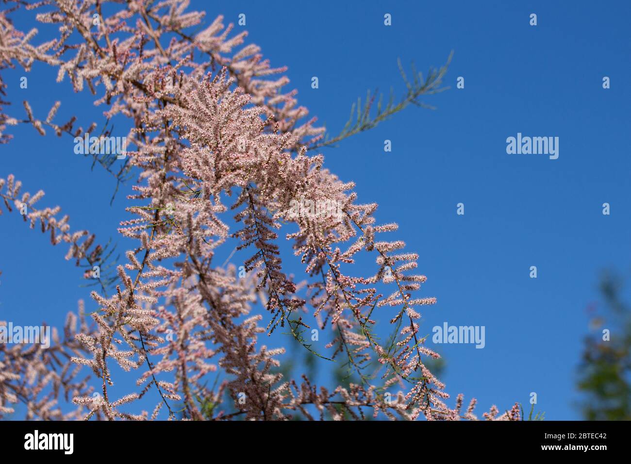 Pink flowers of a tamarisk with blue sky background, Tamarix gallica or tamariske Stock Photo