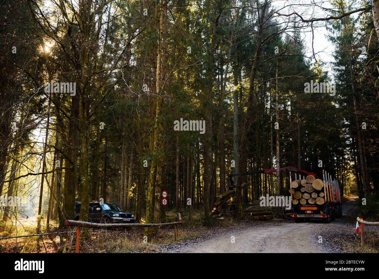 Crane in forest loading logs in the truck. Timber harvesting and