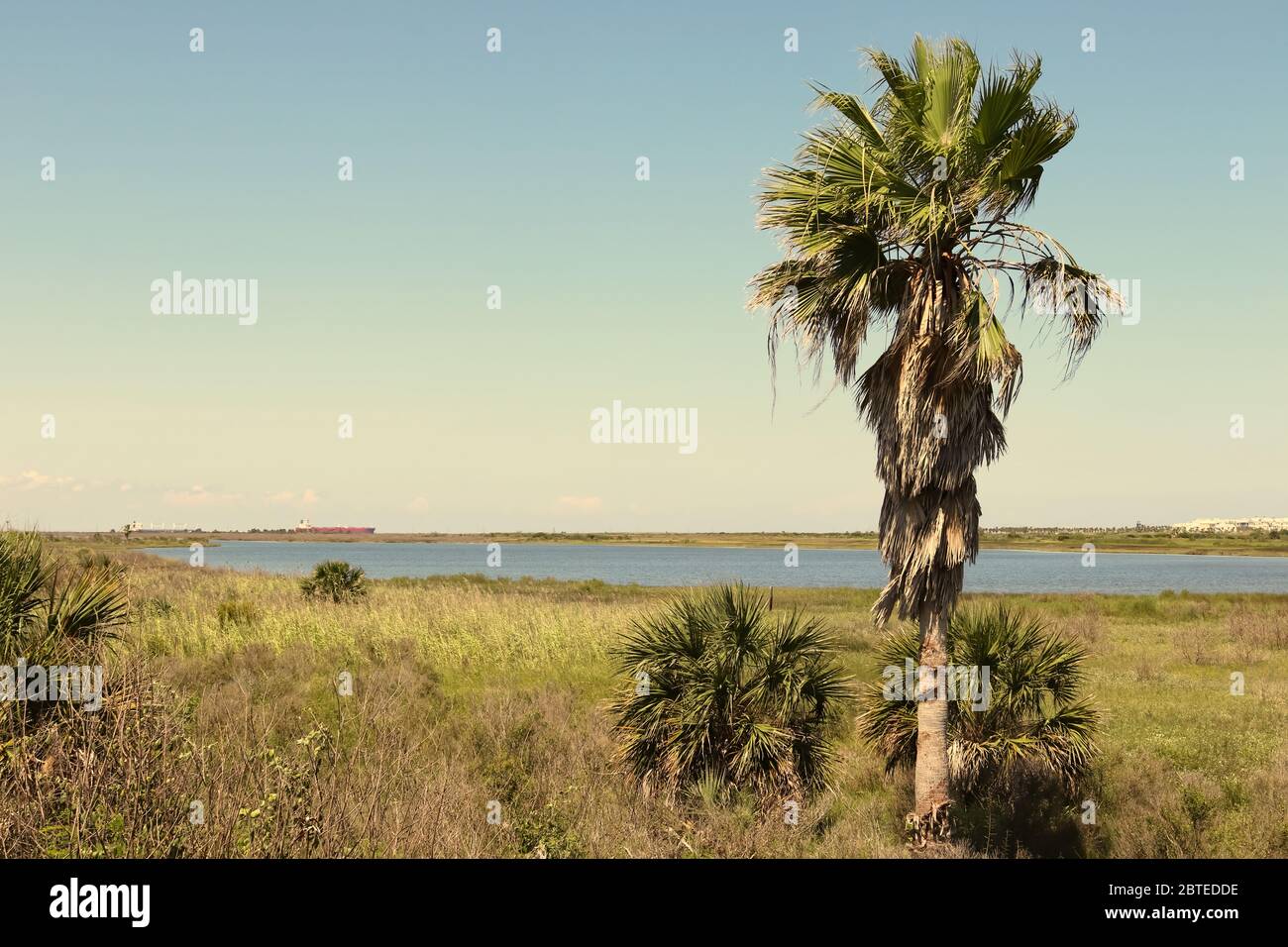 Nature landscape on Galveston Island, Texas, USA. A palm tree, the blue water of the lagoon and container ships in the far distance. Stock Photo