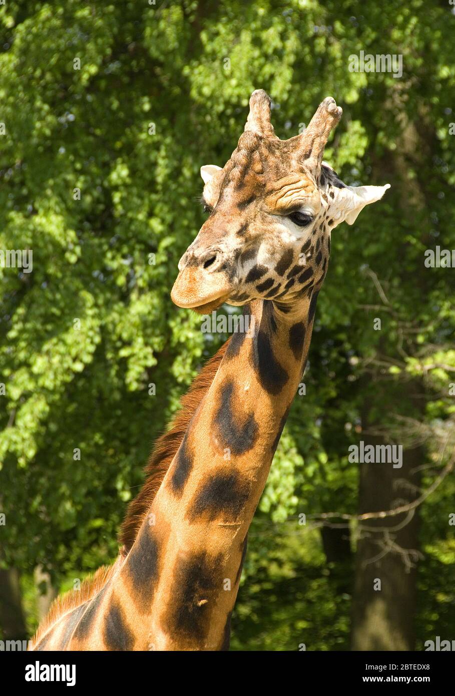 Giraffe - Giraffa camelopardalis, potrait of girafffe, safari in Kenya, Africa, Cute member of African big five mammals. Stock Photo