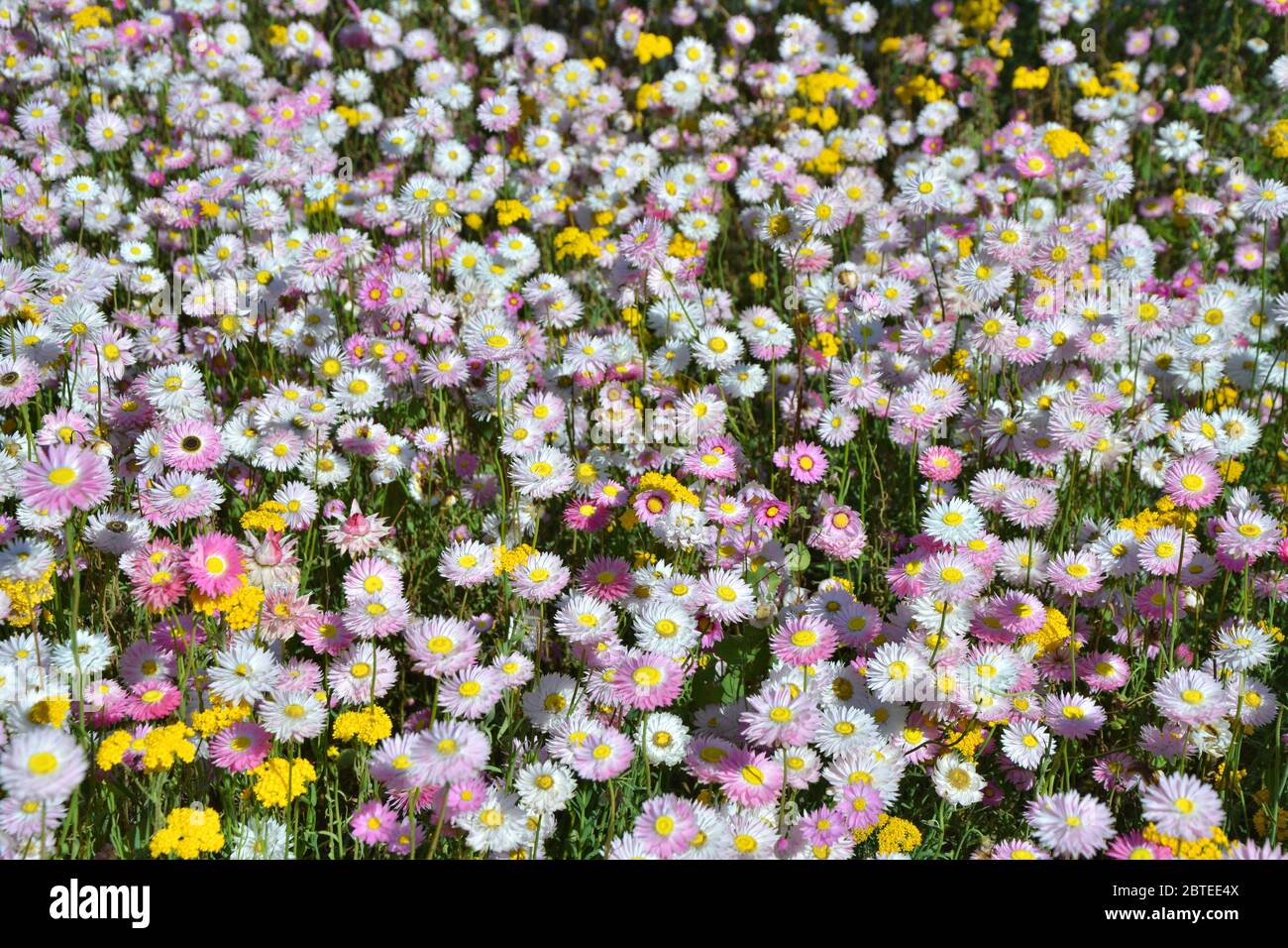 Everlasting daisy flowers growing in garden. Spring australian flora Stock Photo
