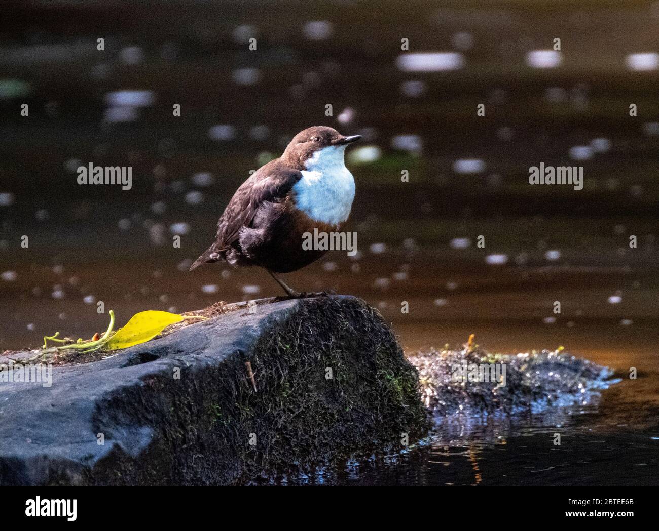 Dipper( Cinclus Cinclus) perched on a stone, West Lothian, Scotland Stock Photo