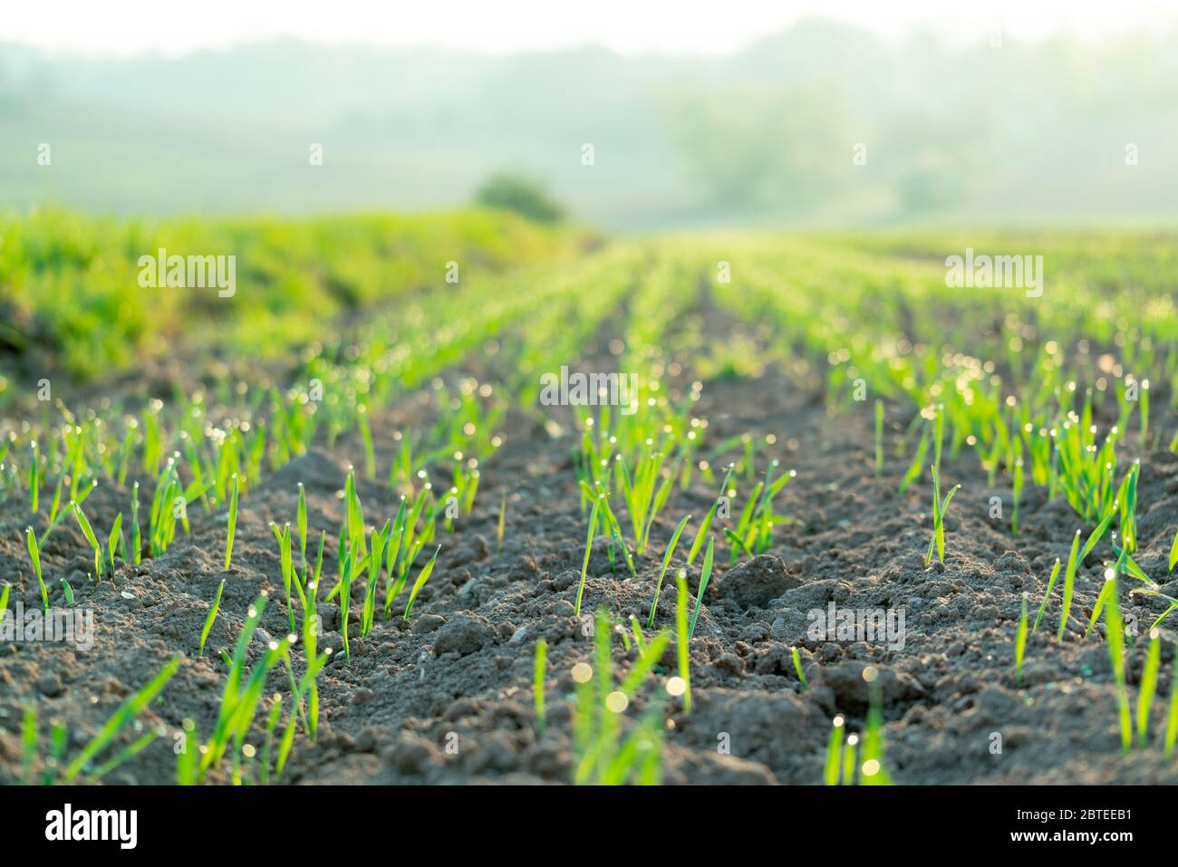 Row young onion plants hi-res stock photography and images - Alamy