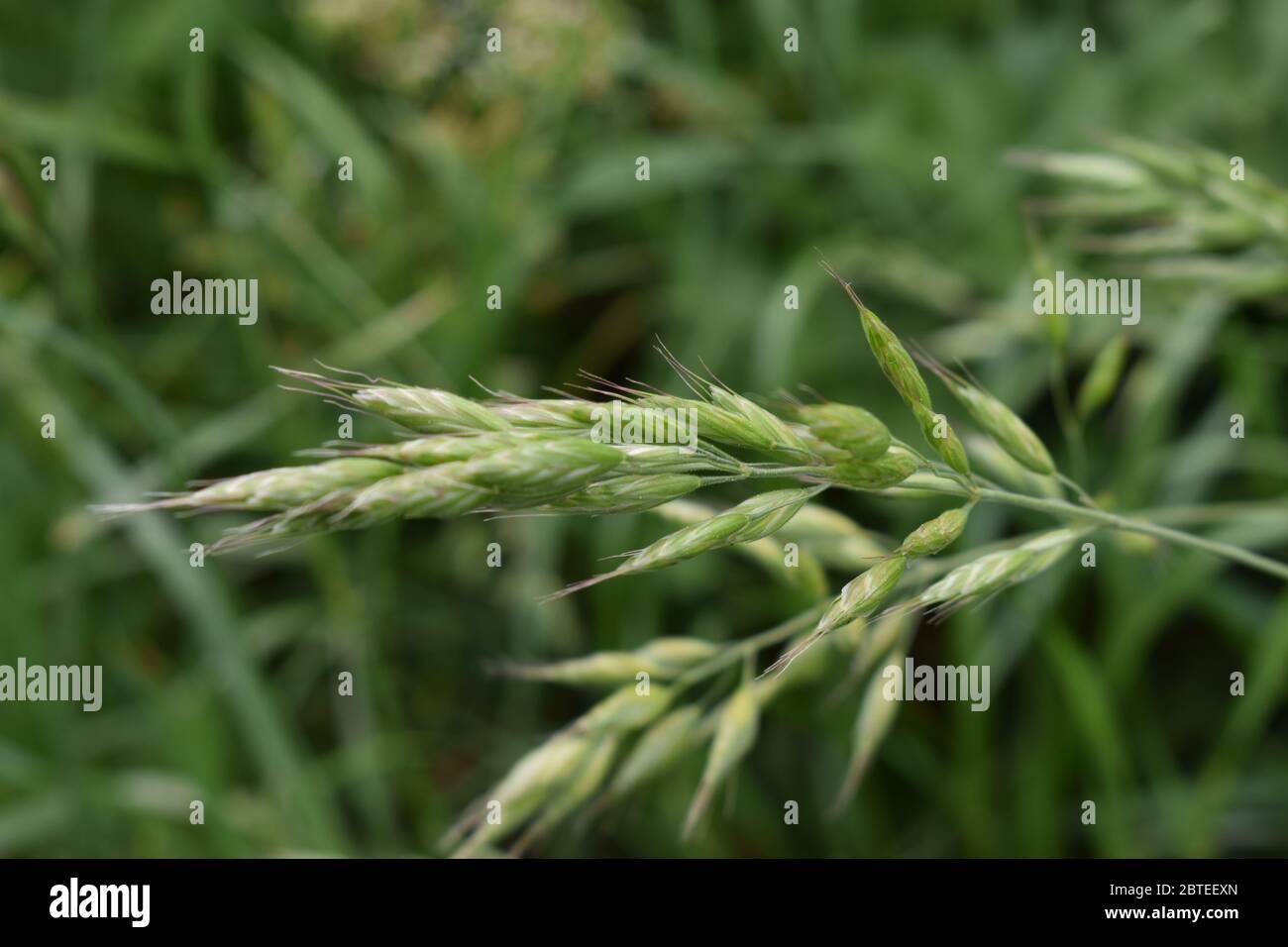 Macro photography of a plant Stock