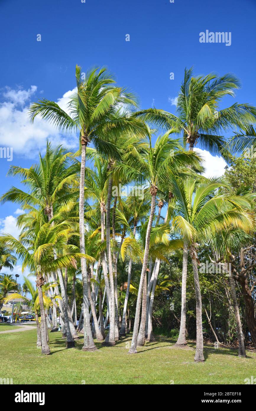 Palm trees in Coconut Grove, Miami Stock Photo - Alamy