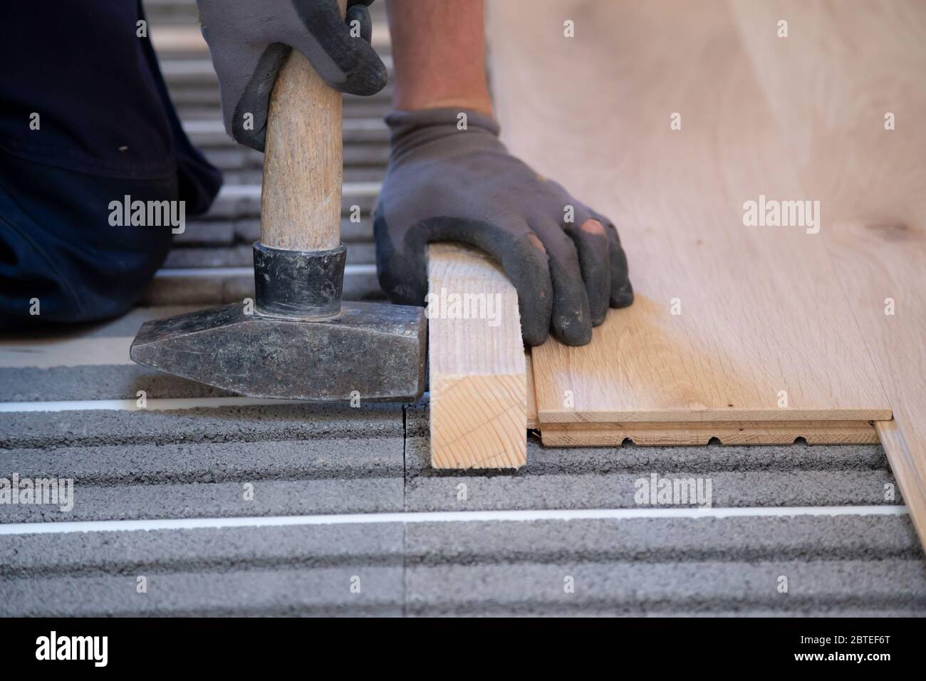 Hand of a man is laying and installing solid parquet above underfloor heating Stock Photo