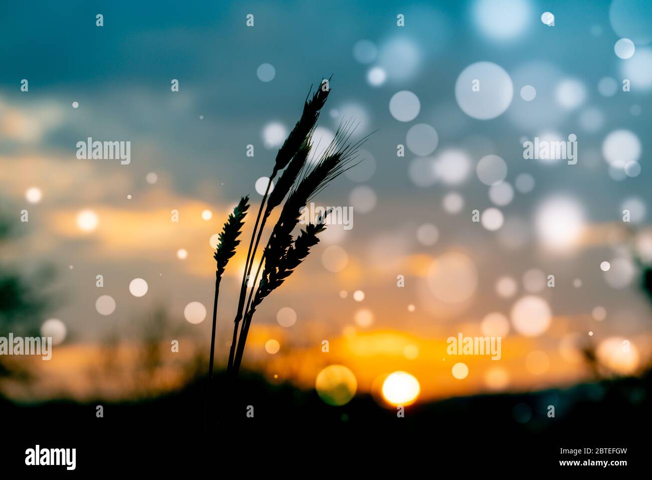 Wheat ears on sunset background with bokeh effect Stock Photo - Alamy