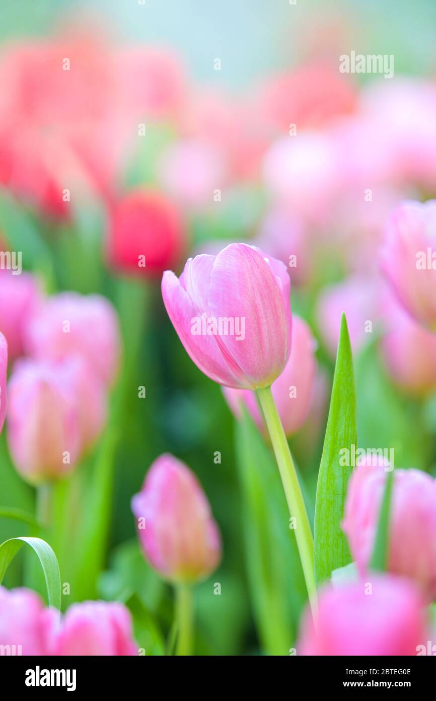 Spring Tulip Image Tulip flowers in garden. Spring nature background Stock Photo - Alamy