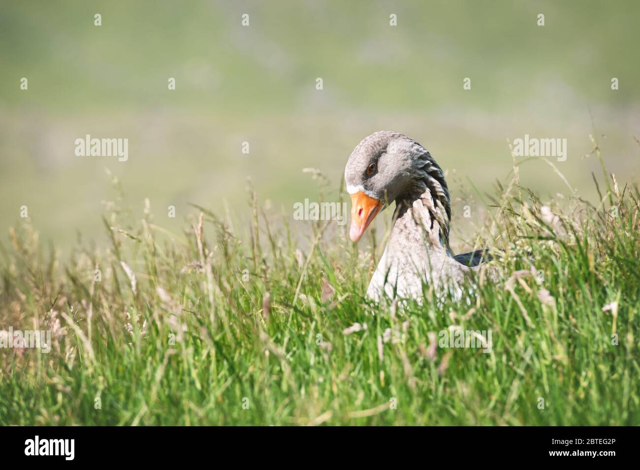 Grey wild geese on green grass closeup. Animal photography Stock Photo