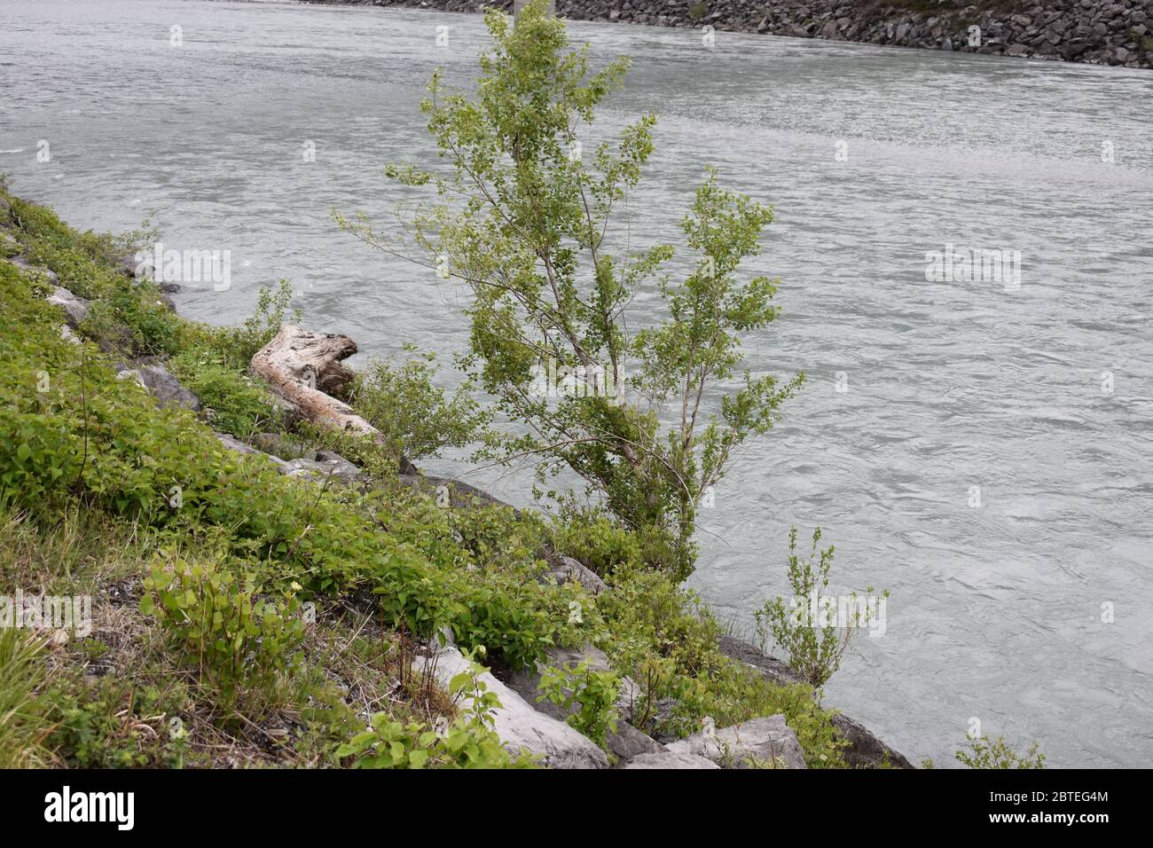 Tree stump lying beside the rhine river in Switzerland Stock Photo