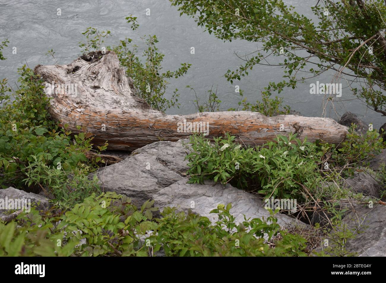 Tree Stump Rivers Tree stump lying beside the rhine river in Switzerland Stock Photo - Alamy