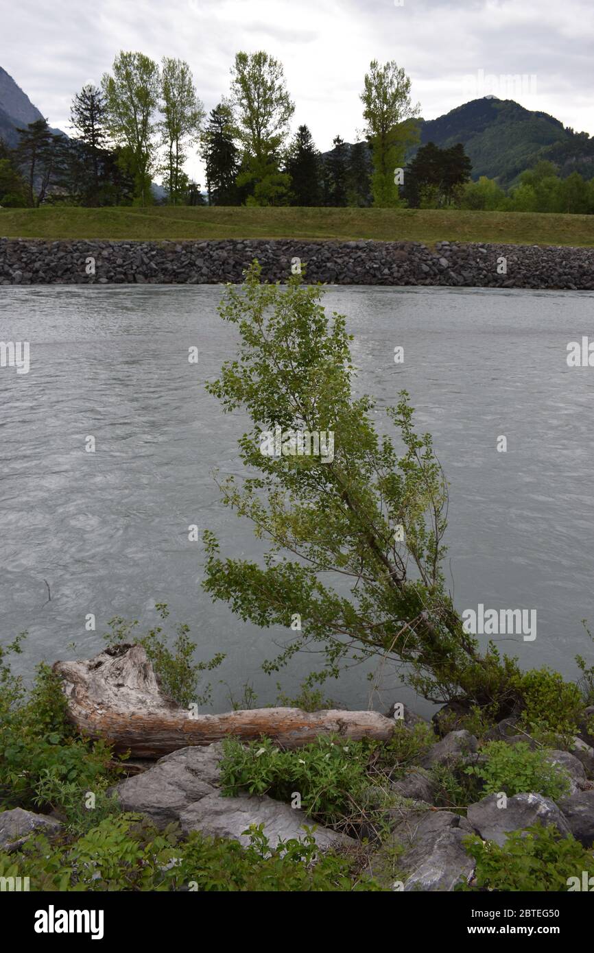 Tree Stump Rivers Tree stump lying beside the rhine river in Switzerland Stock Photo - Alamy