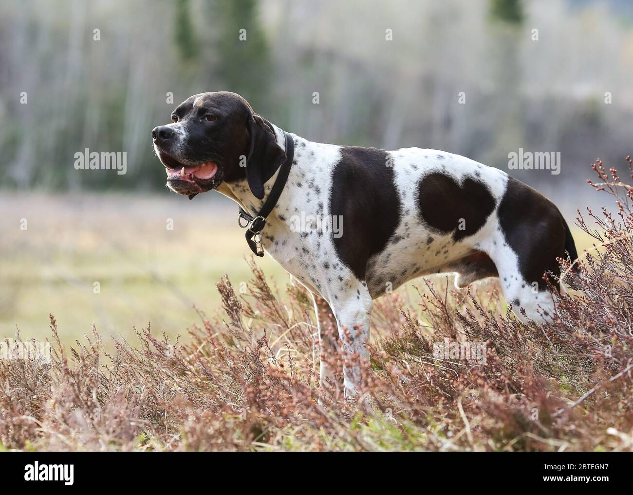 Dog english pointer standing in the grass Stock Photo - Alamy