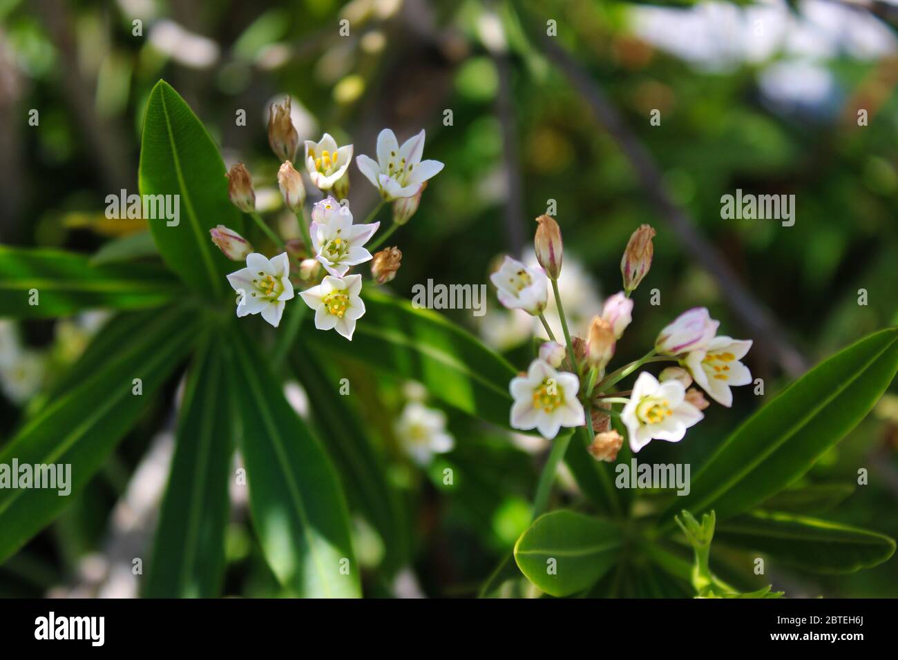 Jasmine or Arabian Jasmine in the garden. Two small twigs of inflorescences of white flowers. Beja, Portugal. Stock Photo