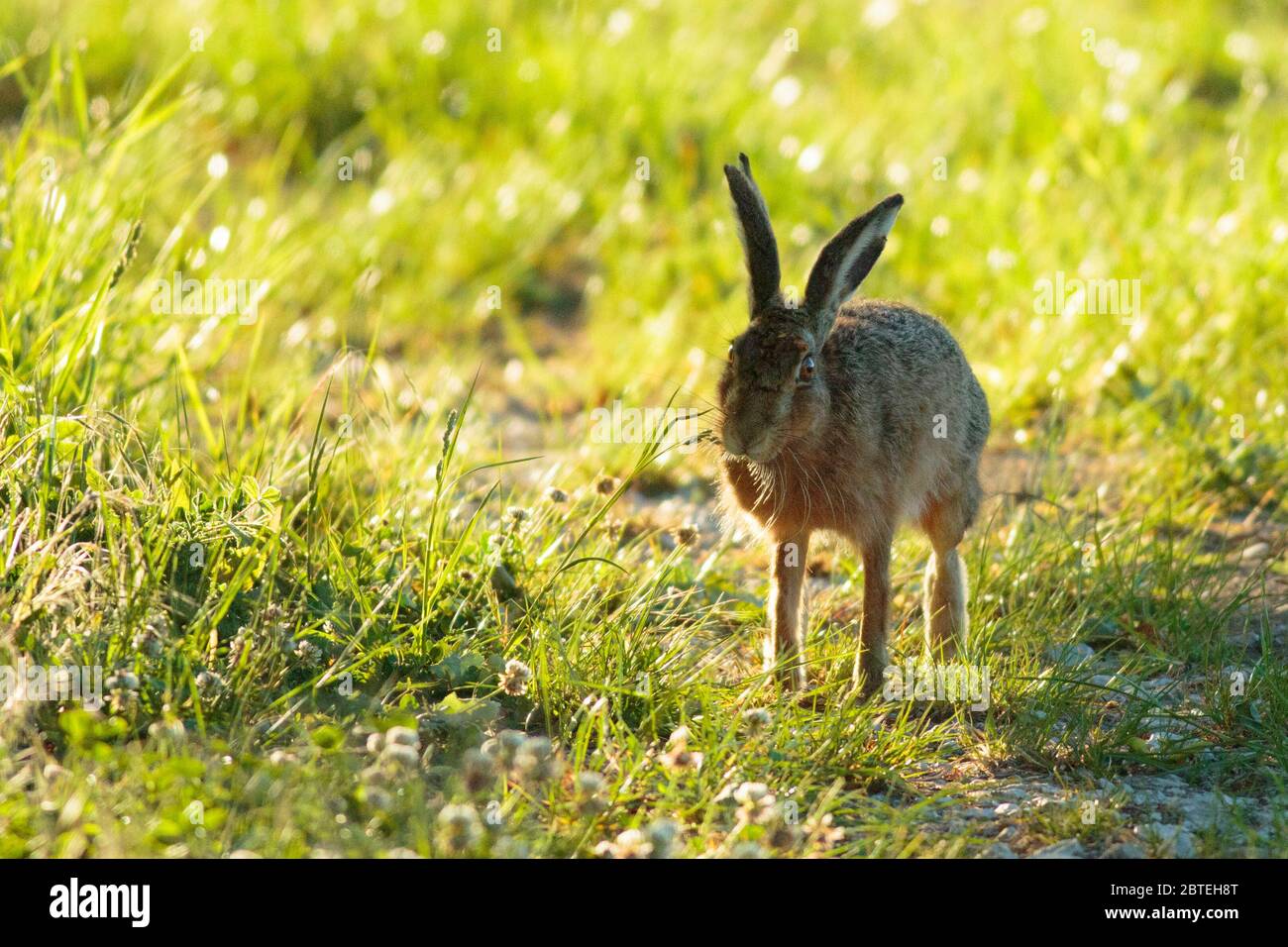Brown Hare ( European hare ) at sunrise Stock Photo