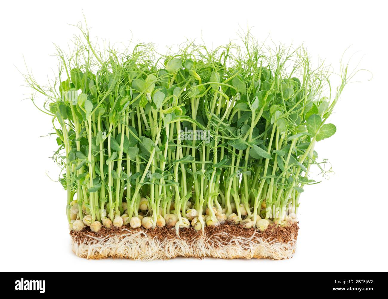 Fresh healthy pea microgreen grown at home isolated on white background with soft shadow Stock Photo