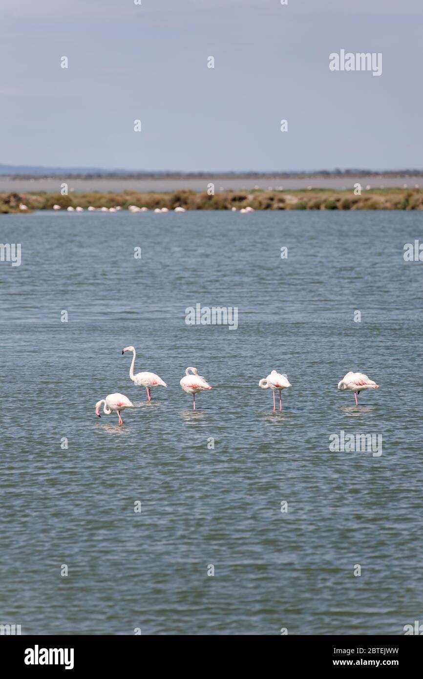 Flamingos in the beautiful camargue nature reserve in France Stock Photo -  Alamy