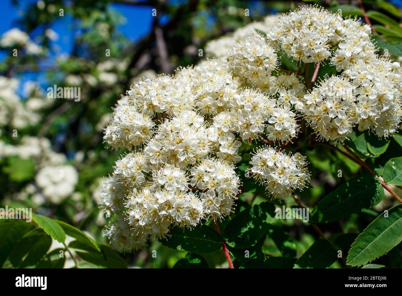branch of a white flowering mountain ash on sunny spring day outdoor closeup Stock Photo