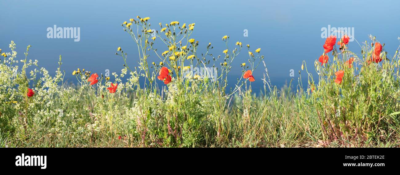 red and yellow summer flowers with blue background of reflecting sky in water Stock Photo Alamy