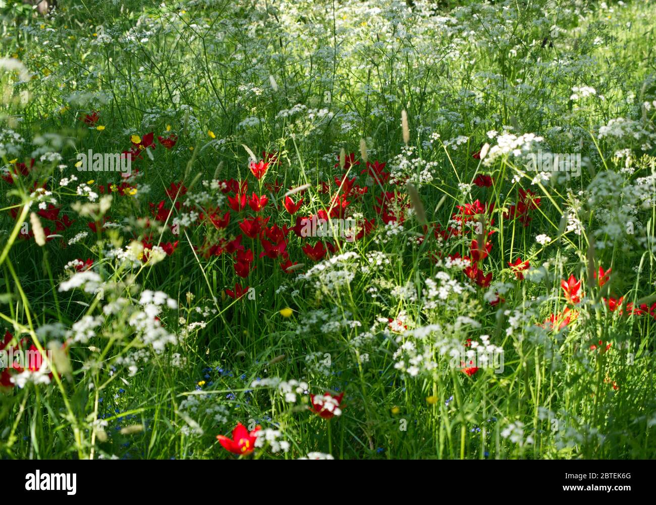 Breathtaking Cow Parsley & Tulip Meadow at Reveley Lodge Gardens, Herfordshire. Late Spring glory on sun kissed day as Coronavirus Lockdown eases. Stock Photo